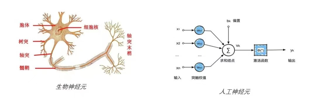 神经元.jpg